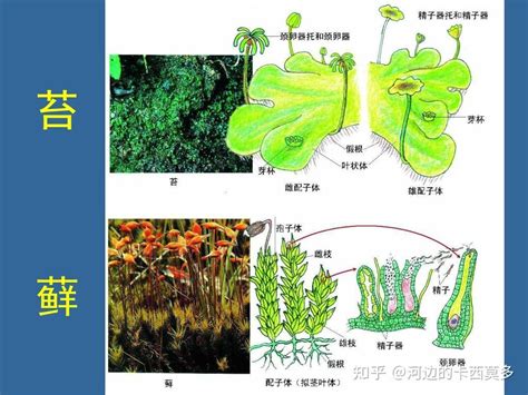 青苔水|青苔（苔藓类植物）